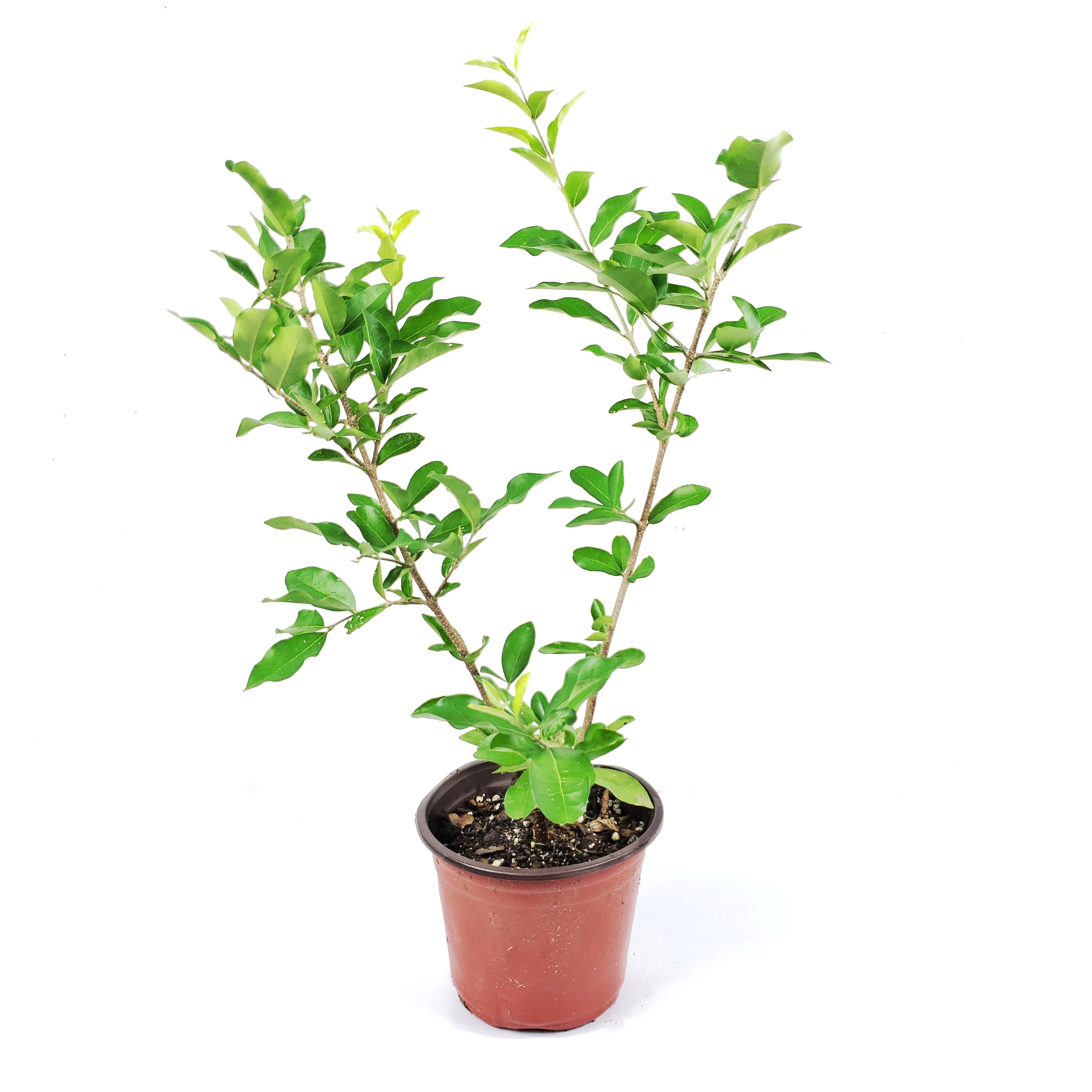 Acerola (Barbados Cherry)