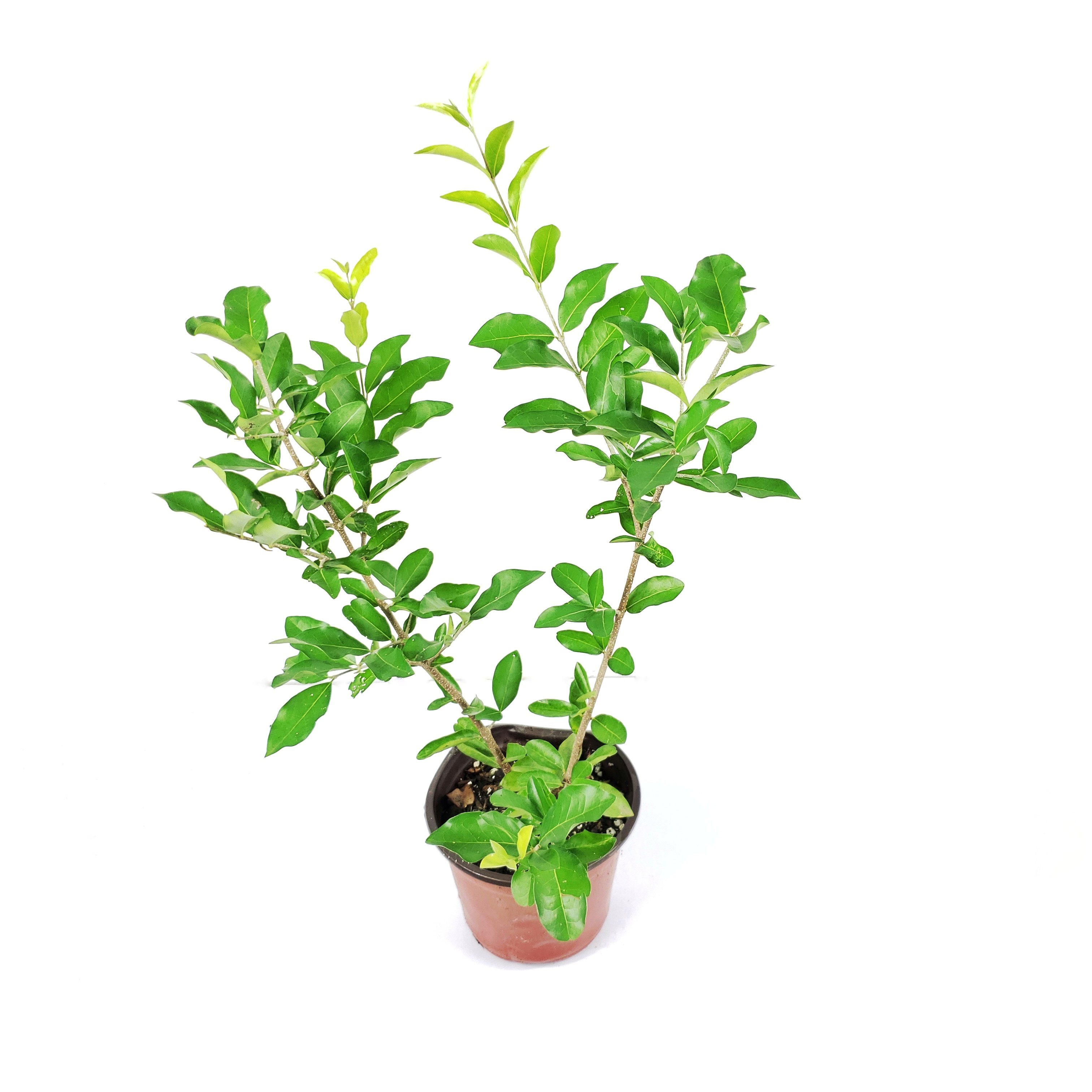 Acerola (Barbados Cherry)