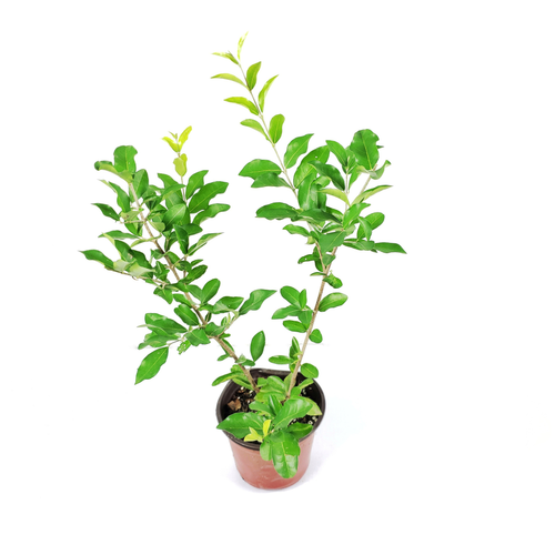 Acerola (Barbados Cherry)