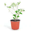 Goji Berry, Wolfberry, Antioxidant-Rich Berries
