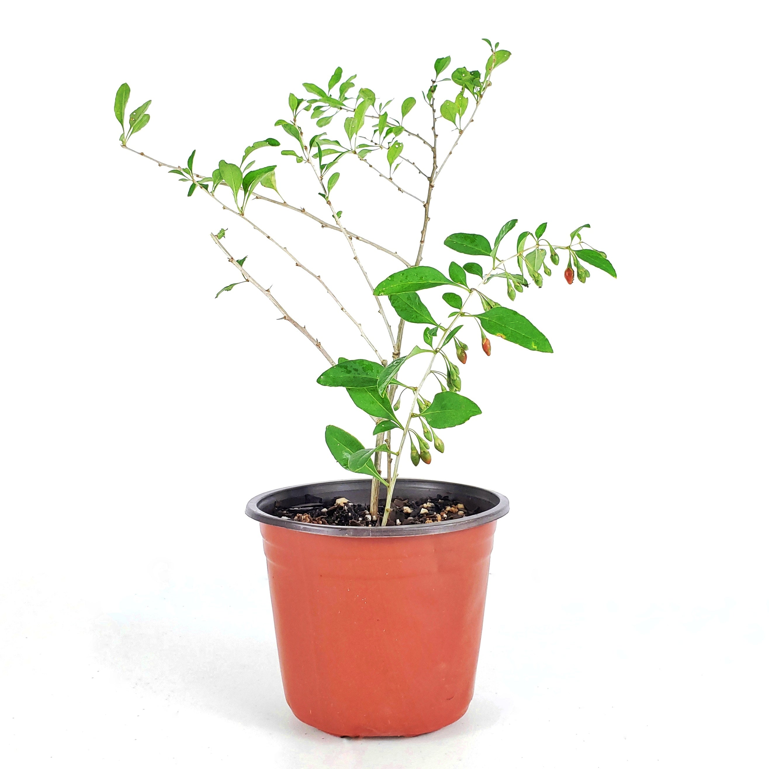 Goji Berry, Wolfberry, Antioxidant-Rich Berries