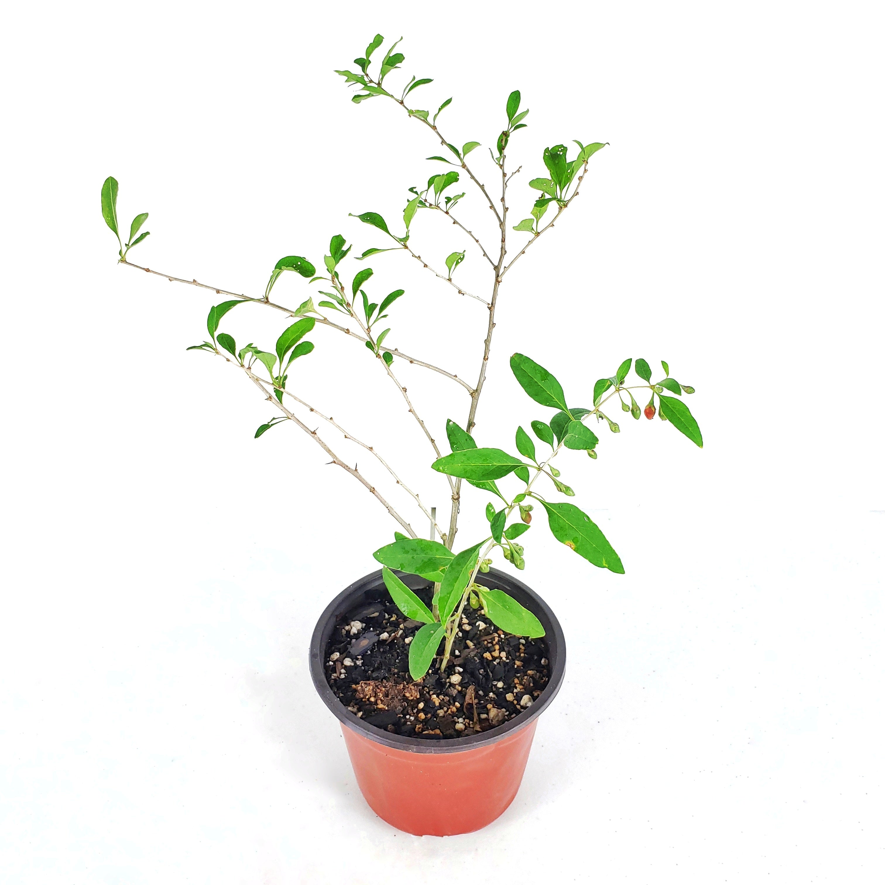 Goji Berry, Wolfberry, Antioxidant-Rich Berries