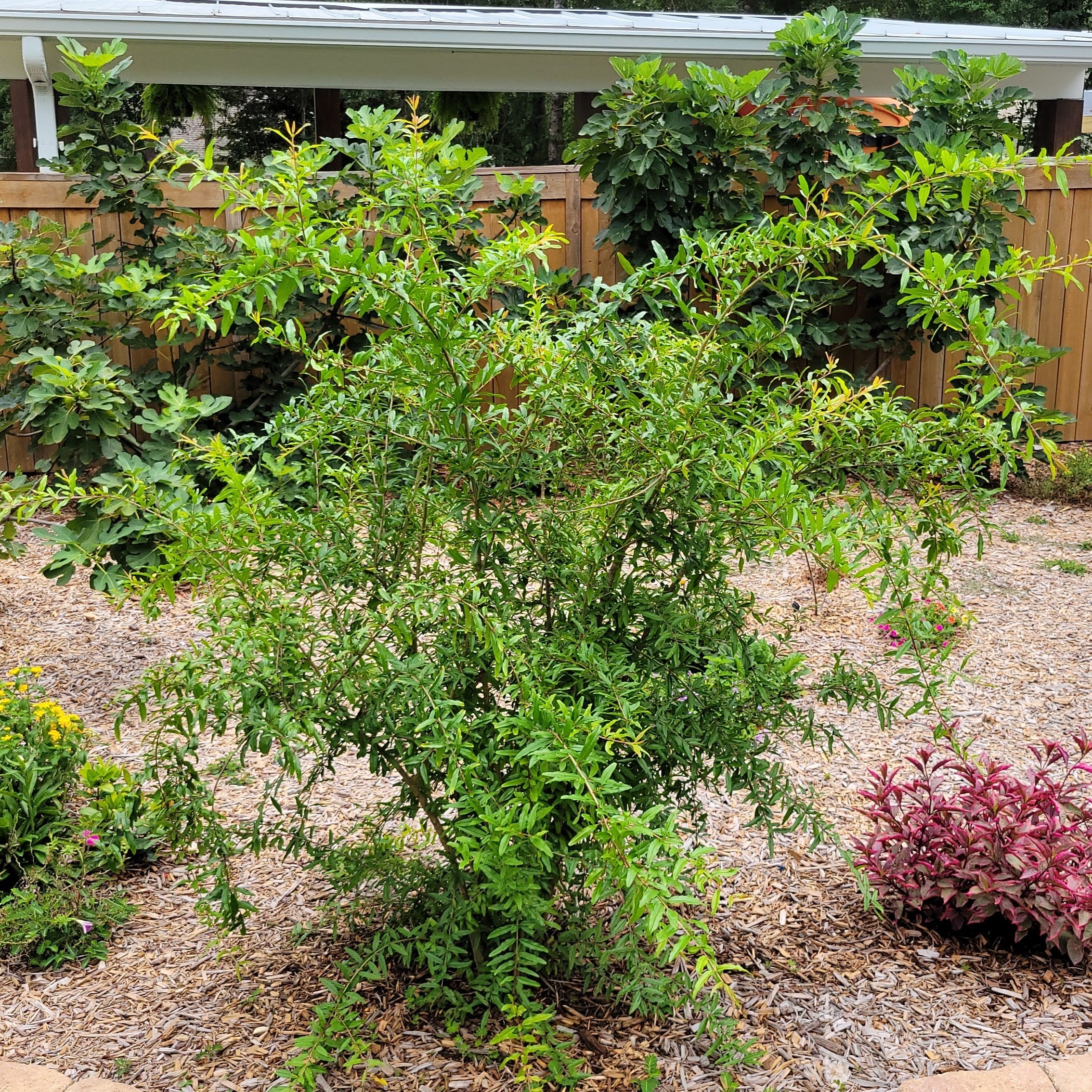 Salavatski Hardy Pomegranate, Pomegranate Tree