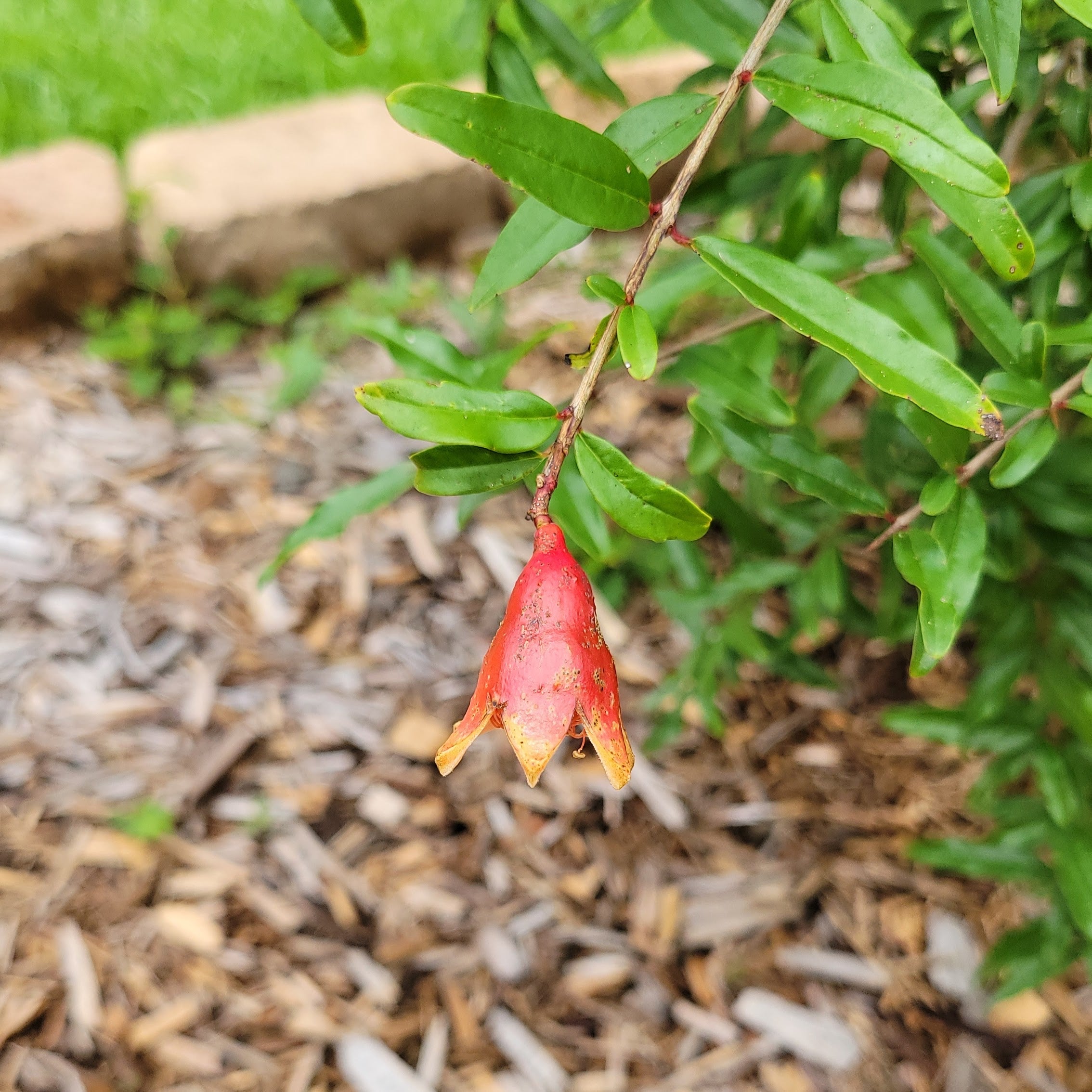 Salavatski Hardy Pomegranate, Pomegranate Tree