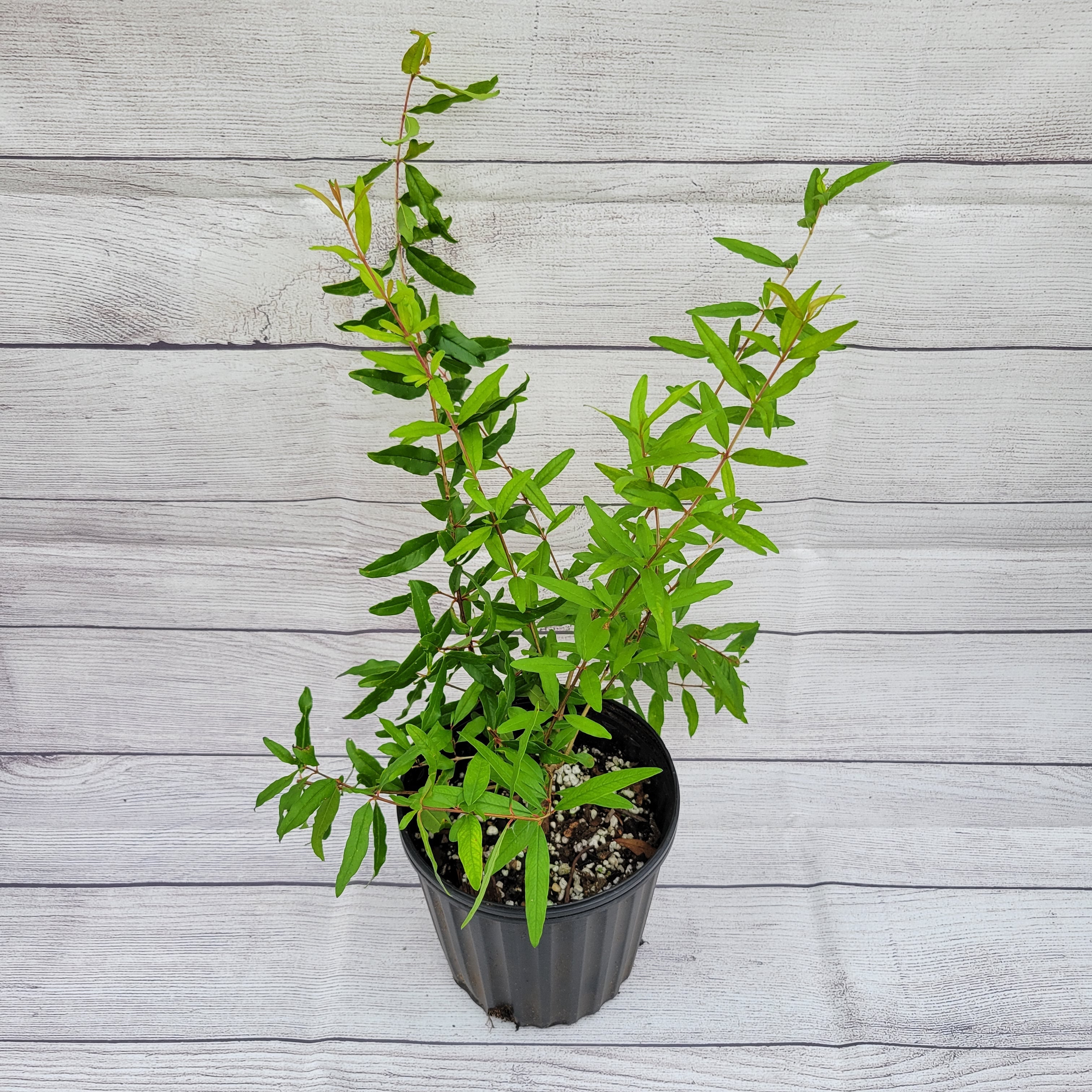 Salavatski Hardy Pomegranate, Pomegranate Tree
