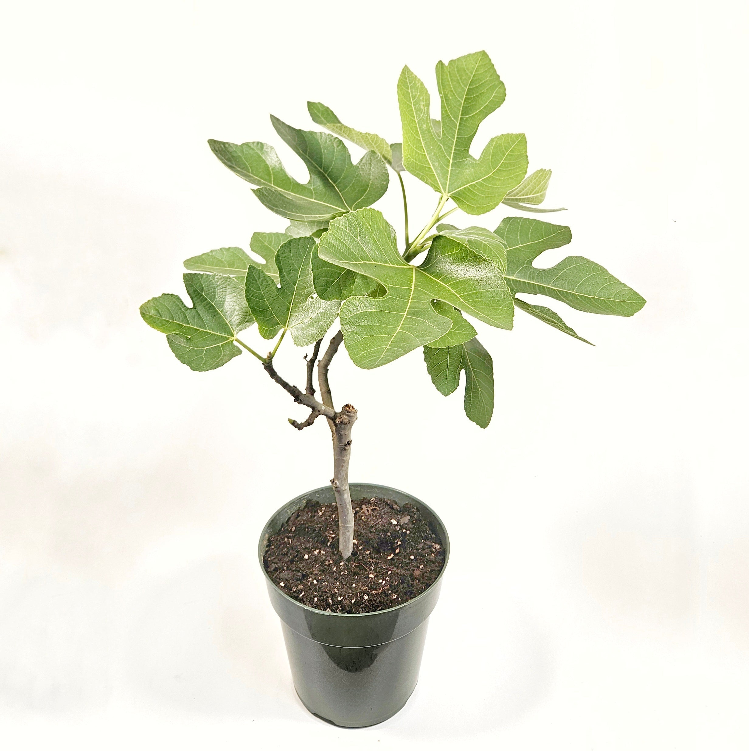 'Celeste' Fig Tree - Six Inch Pot
