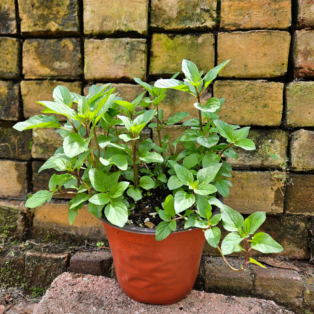 Lemon Mint Plant (Monarda citriodora)