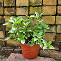 Lemon Mint Plant (Monarda citriodora)