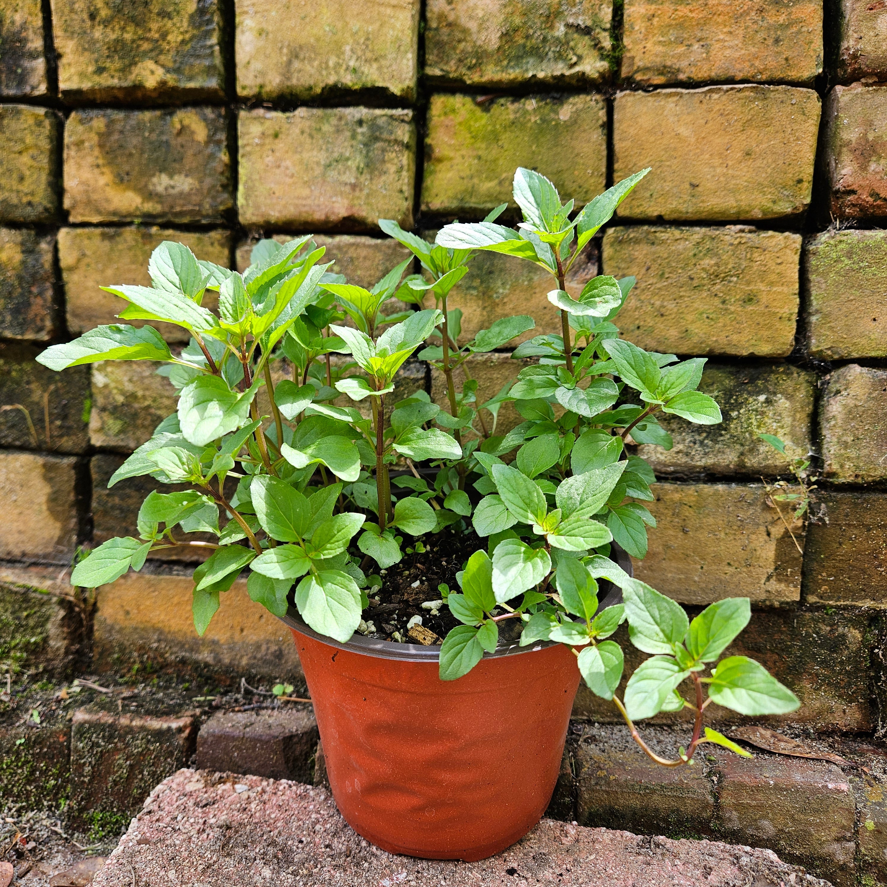 Lemon Mint Plant (Monarda citriodora)