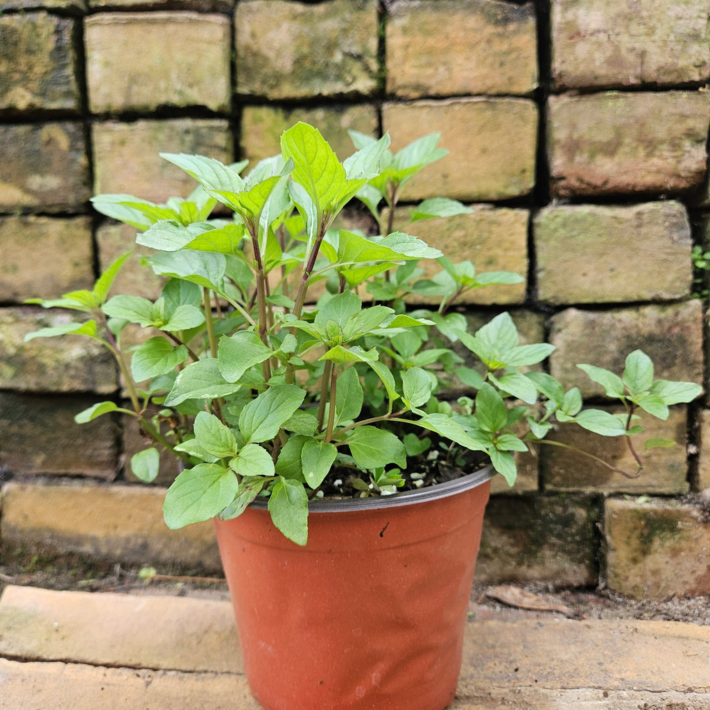 Lemon Mint Plant (Monarda citriodora)