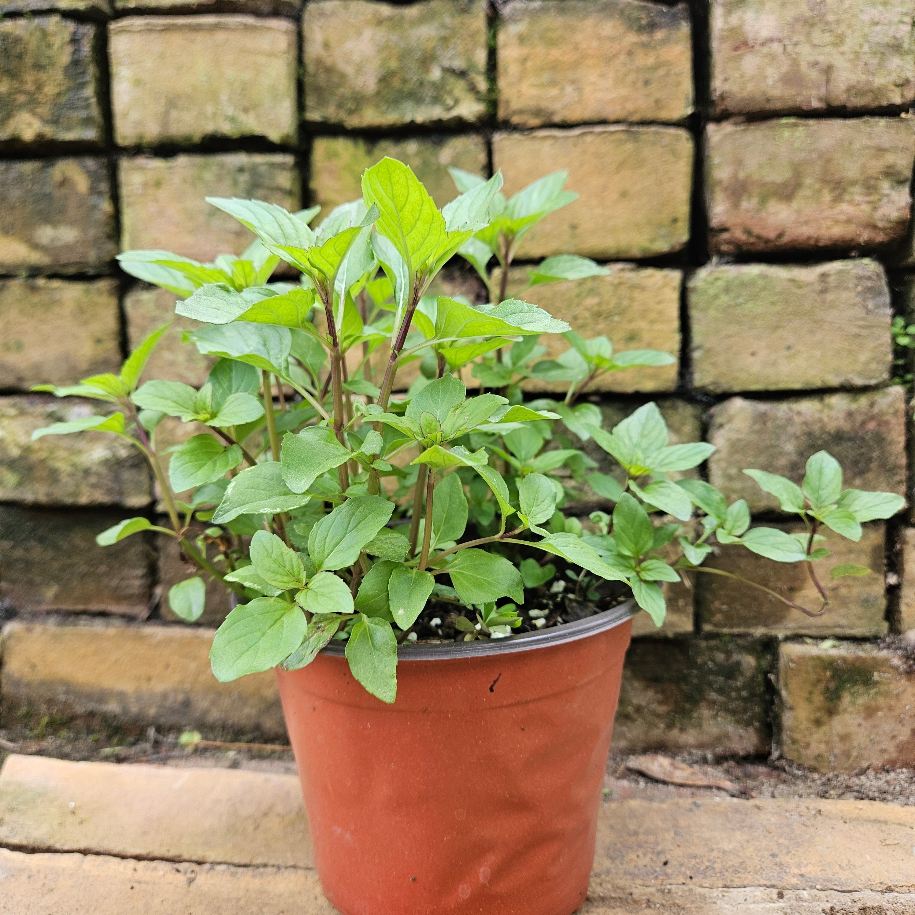 Lemon Mint Plant (Monarda citriodora)