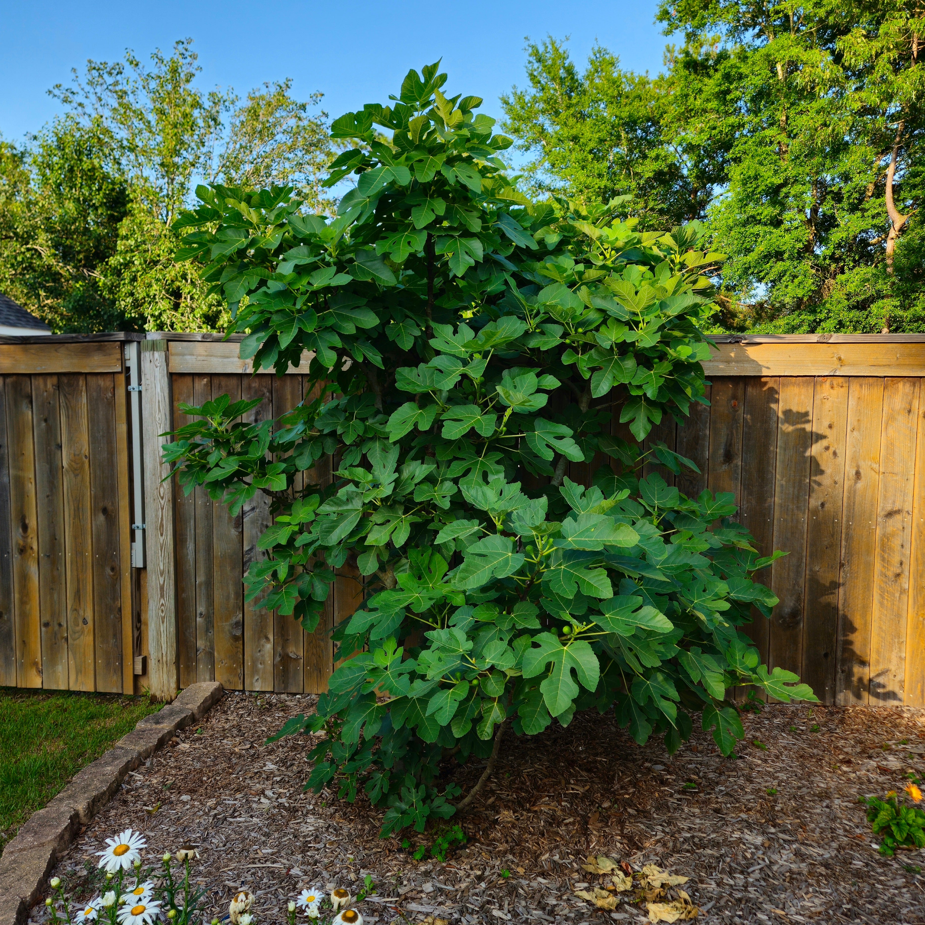 'Celeste' Fig Tree - Six Inch Pot