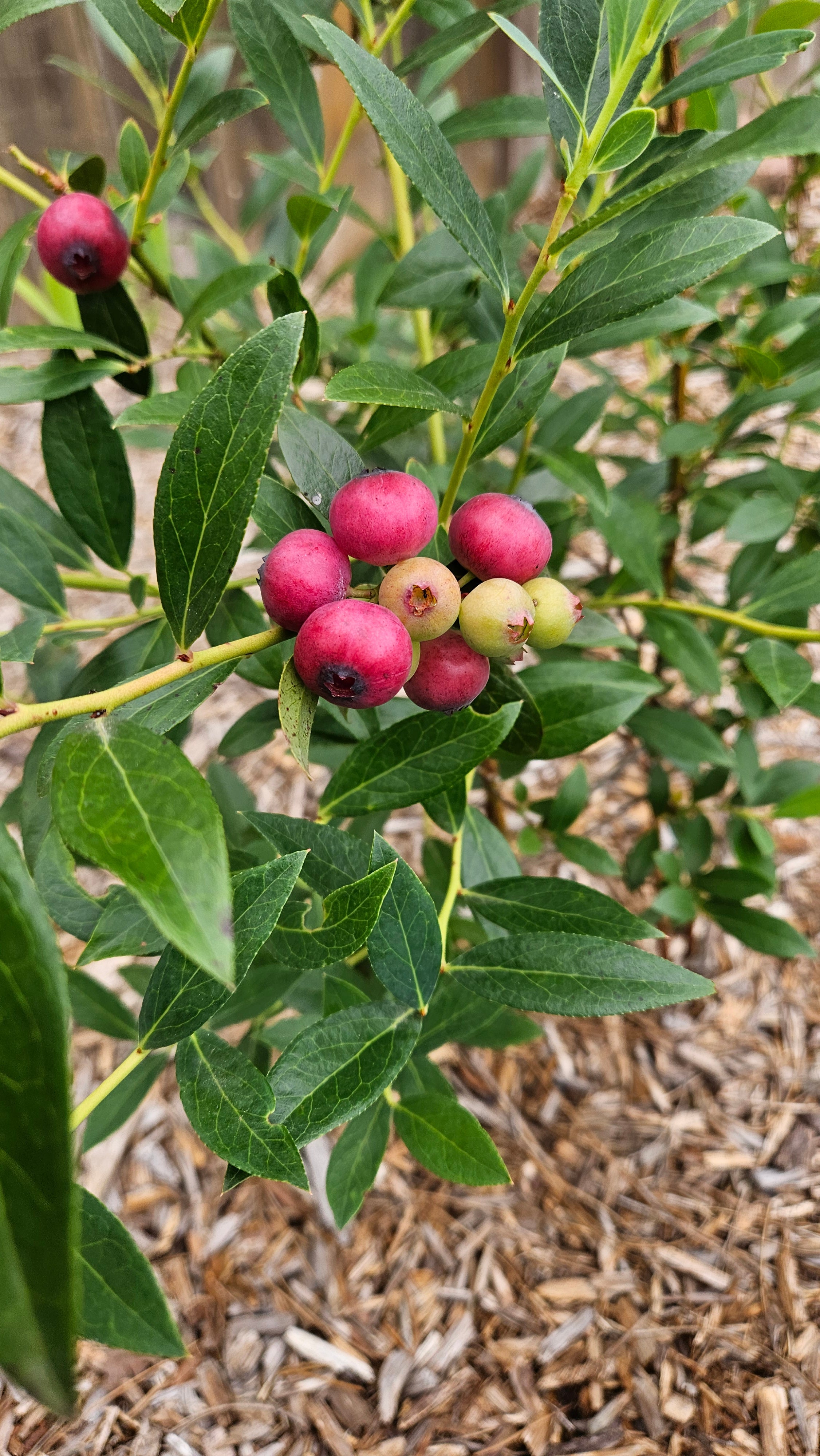 Pink Lemonade Blueberry Plant in 6-inch Pot