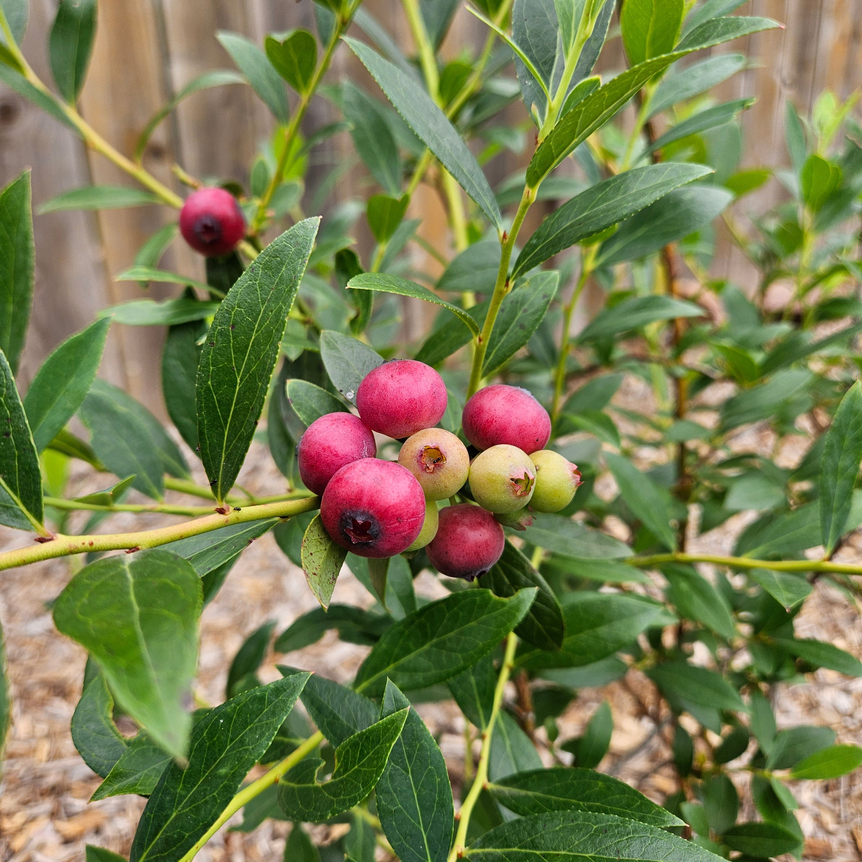 Pink Lemonade Blueberry Plant in 6-inch Pot