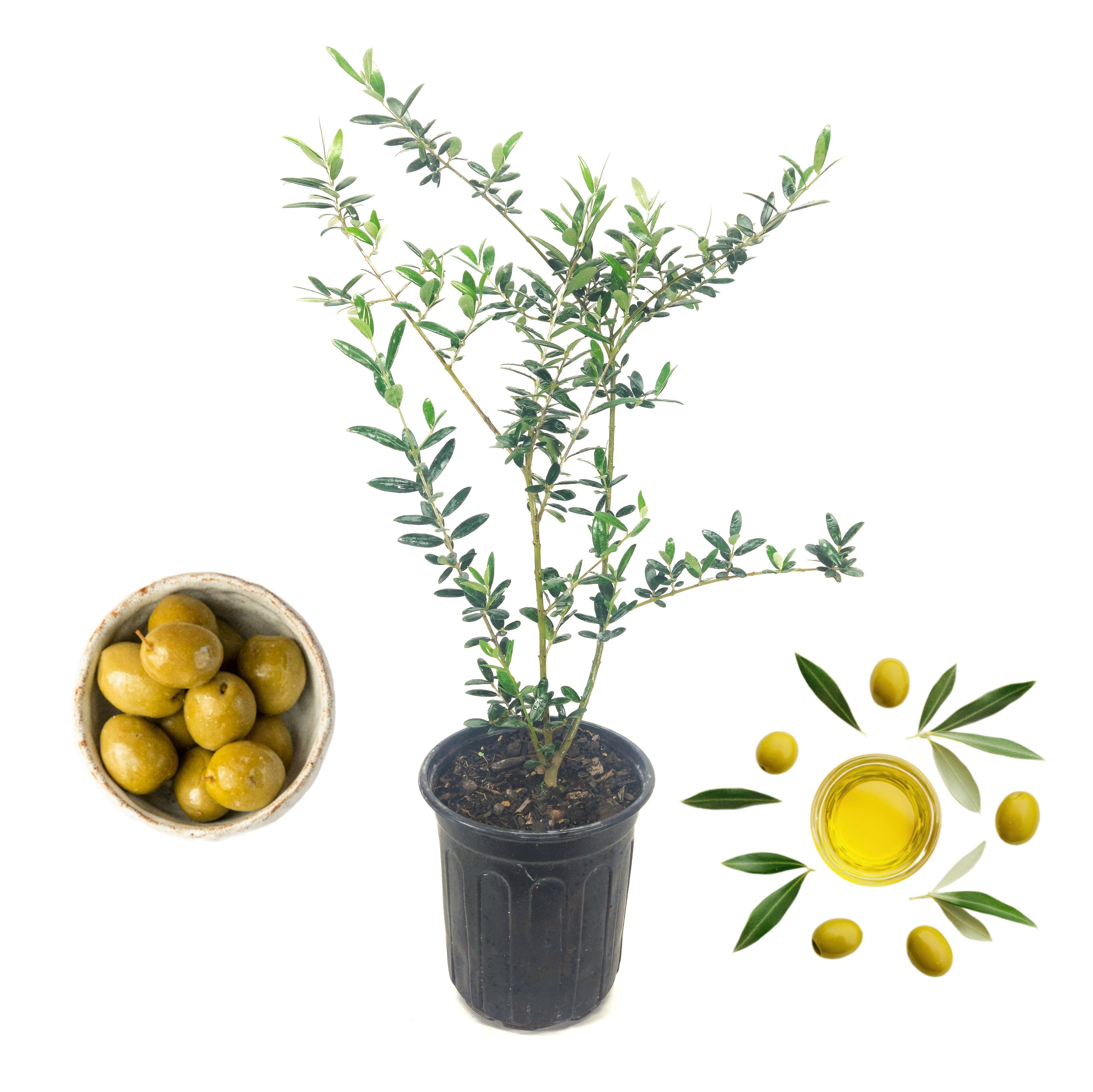 Olive Tree in Six inch pot ("Arbequina"  Variety)