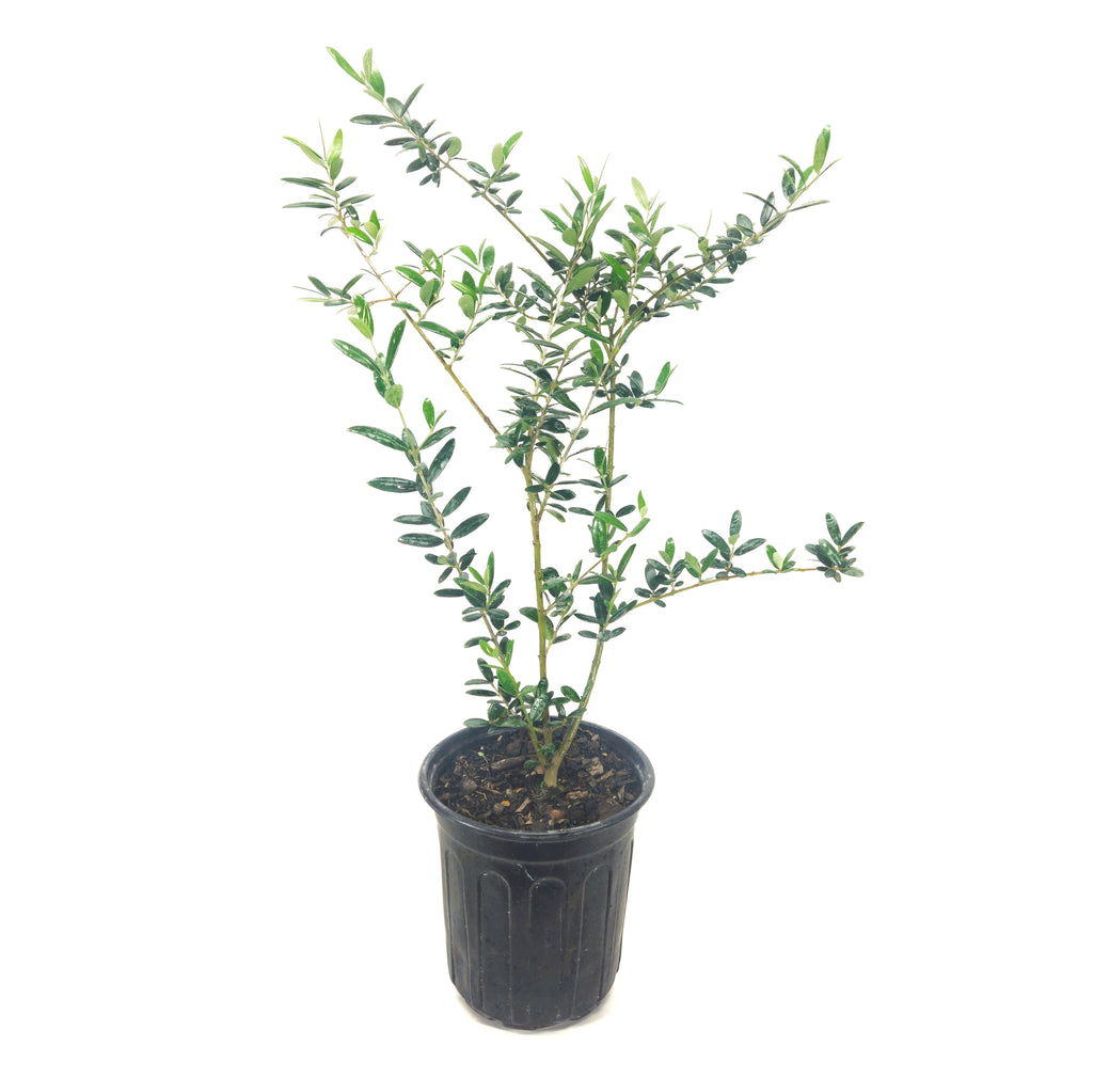 Olive Tree in Six inch pot ("Arbequina"  Variety)