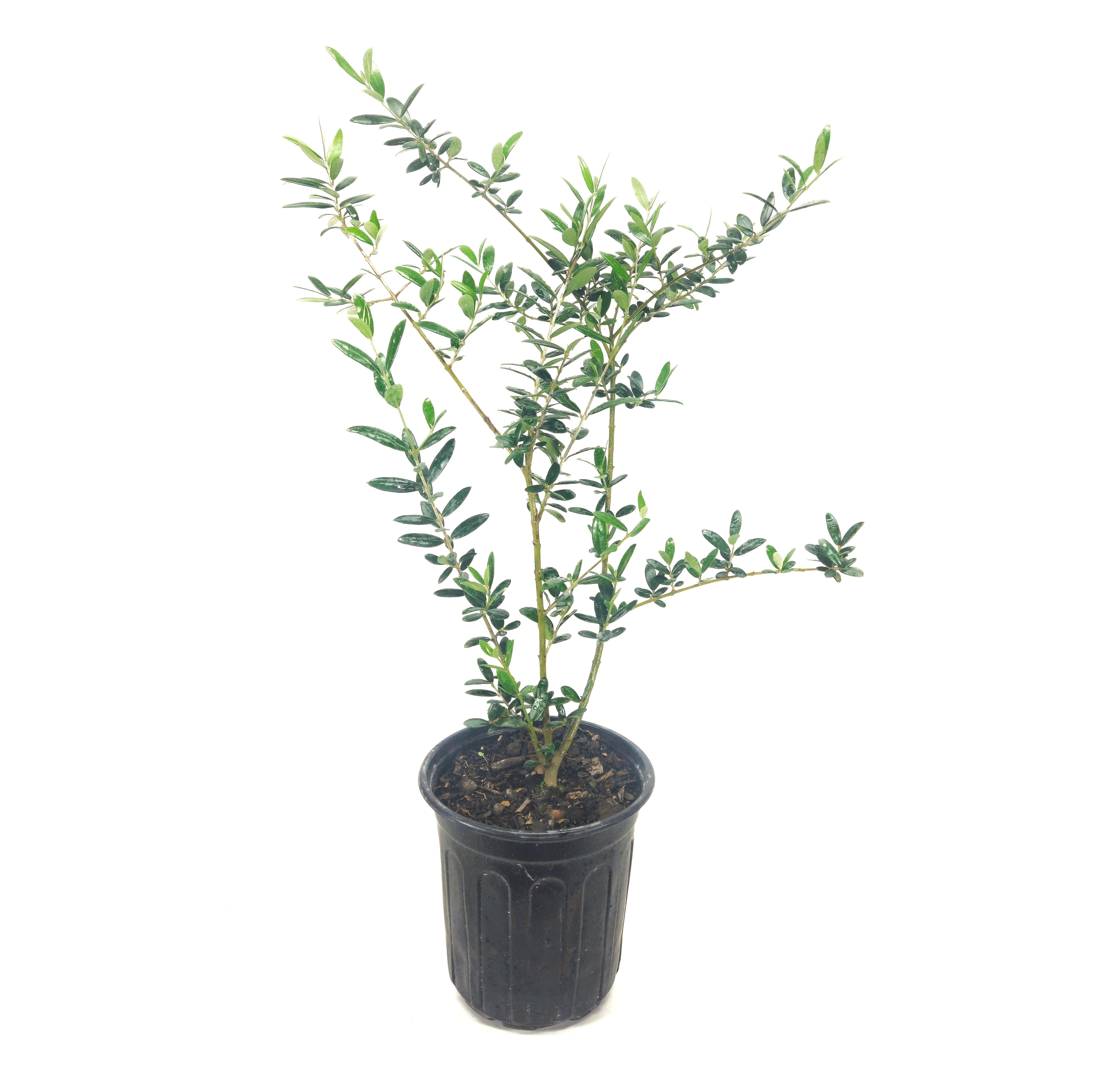 Olive Tree in Six inch pot ("Arbequina"  Variety)