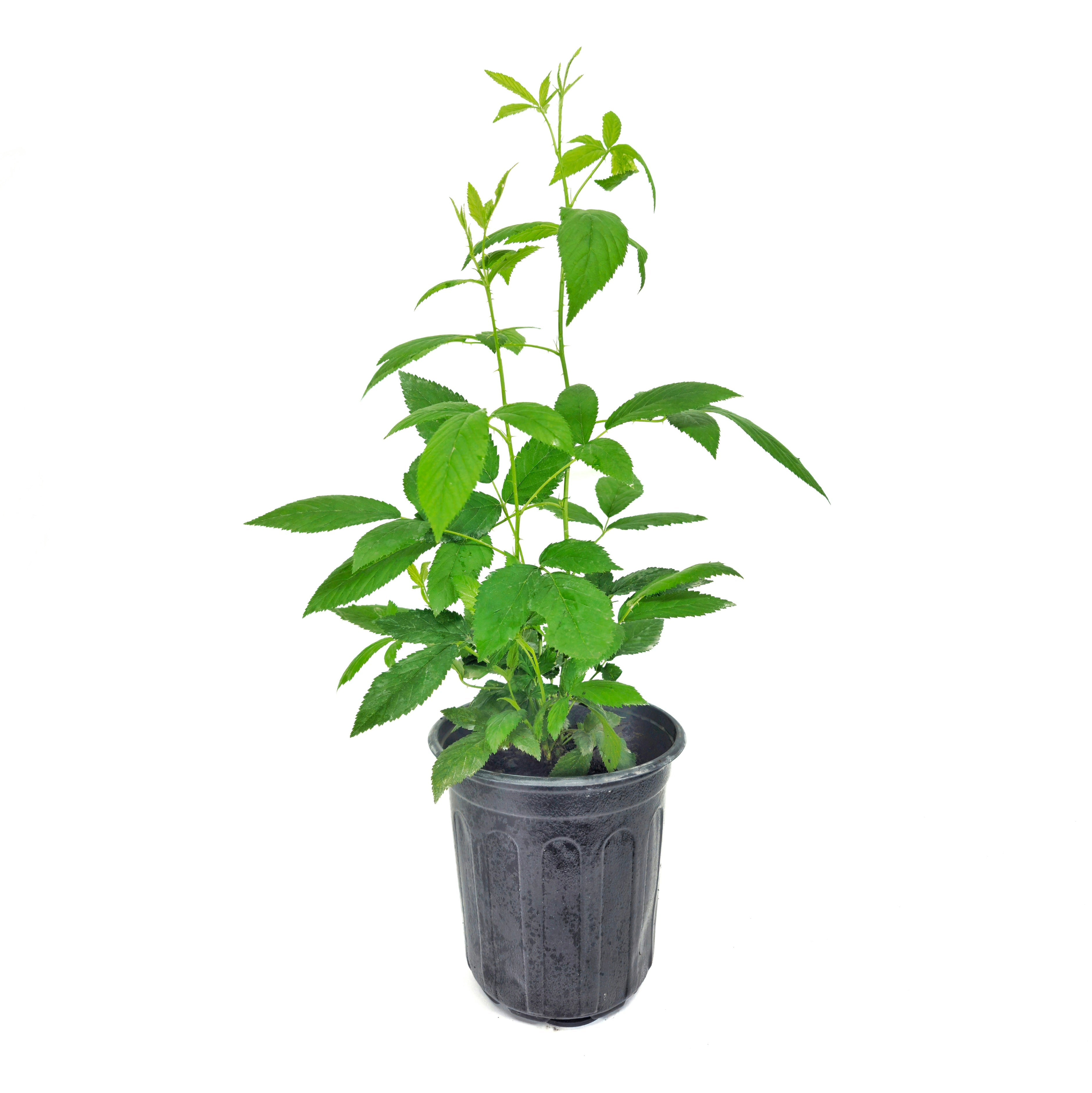 White Blackberry Plant in 6 inch Pot | 'Snowbank' Blackberry