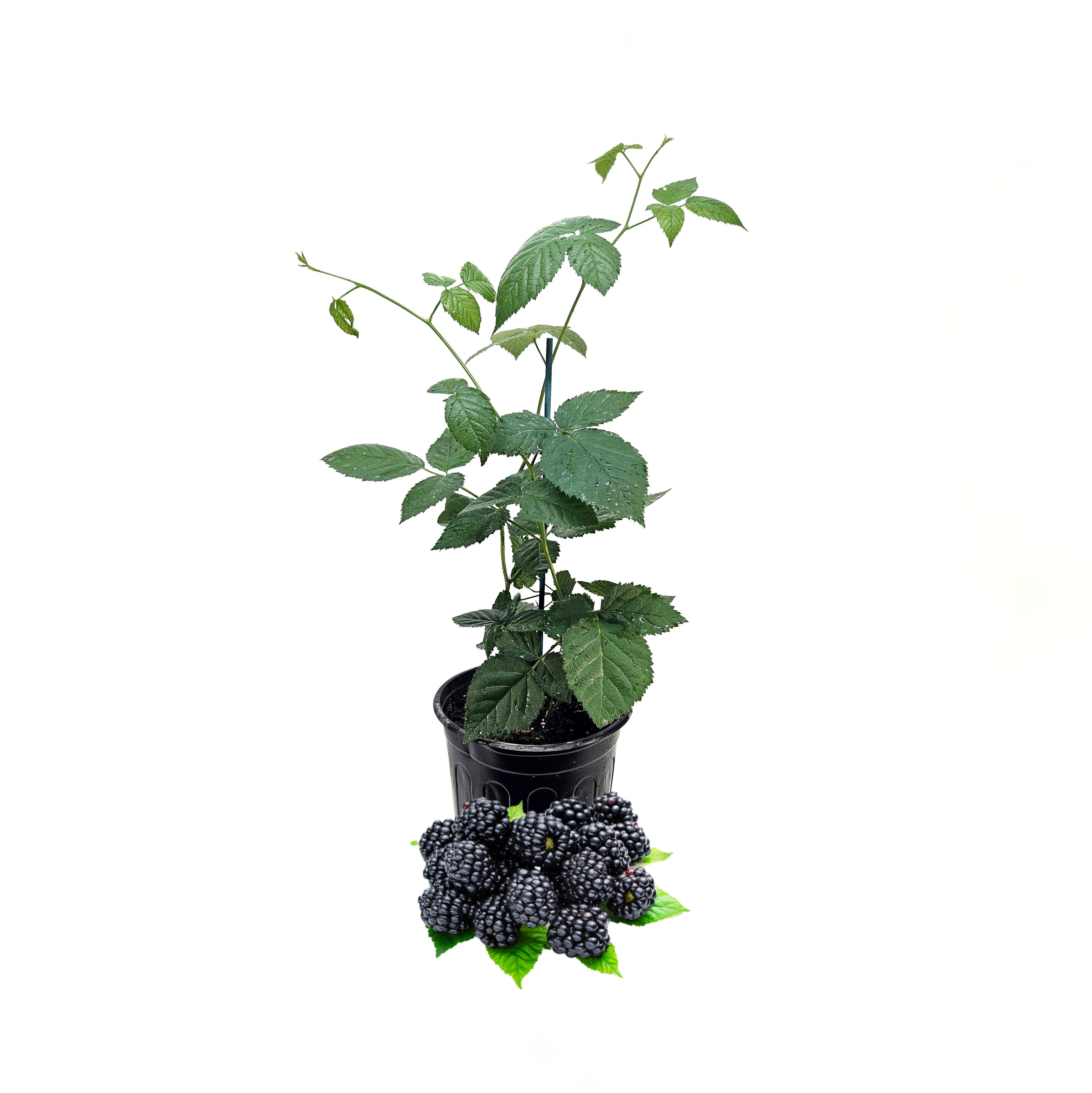 Thornless Blackberry Plant in 6-inch Pot - "Chester" Cultivar
