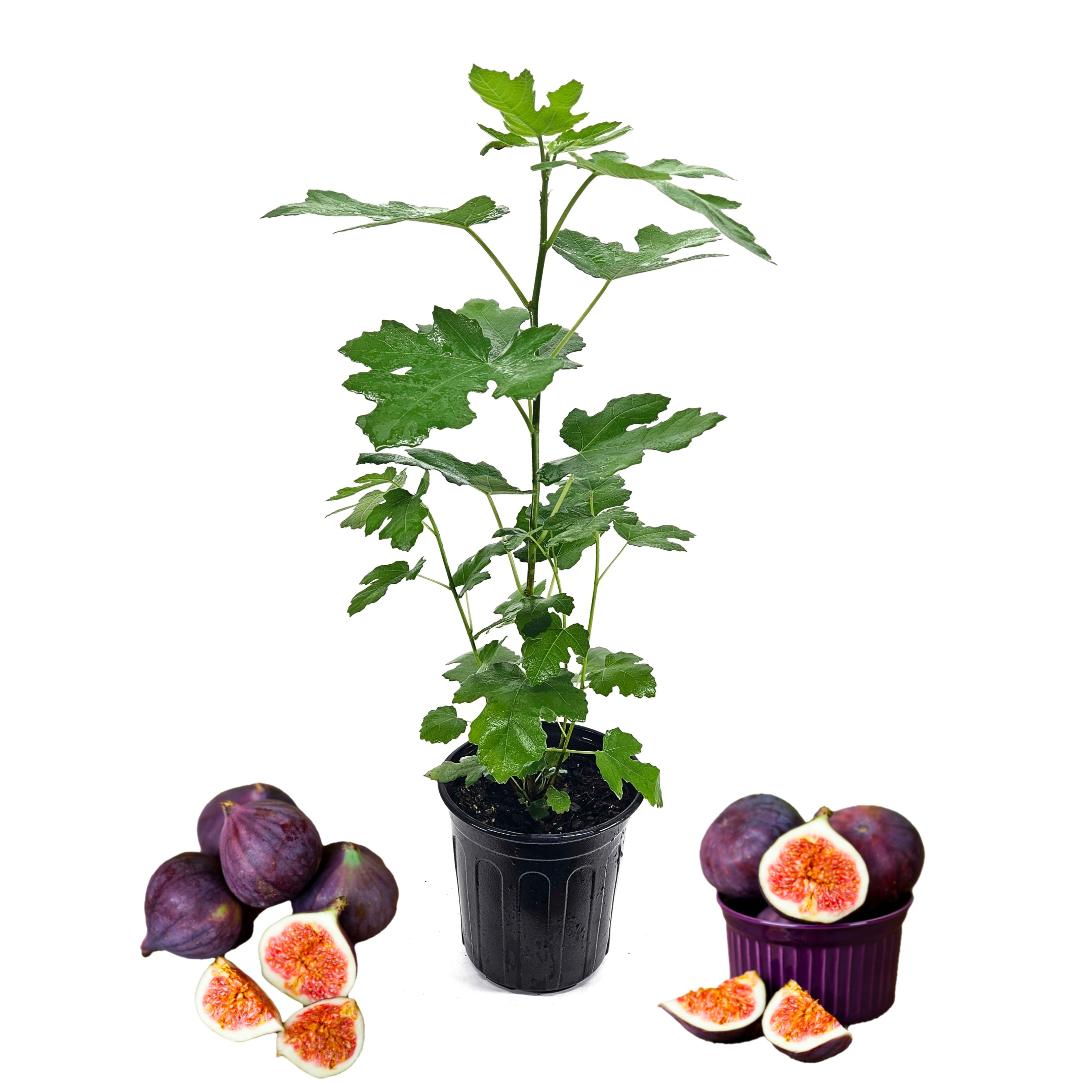 'Celeste' Fig Tree - Six Inch Pot