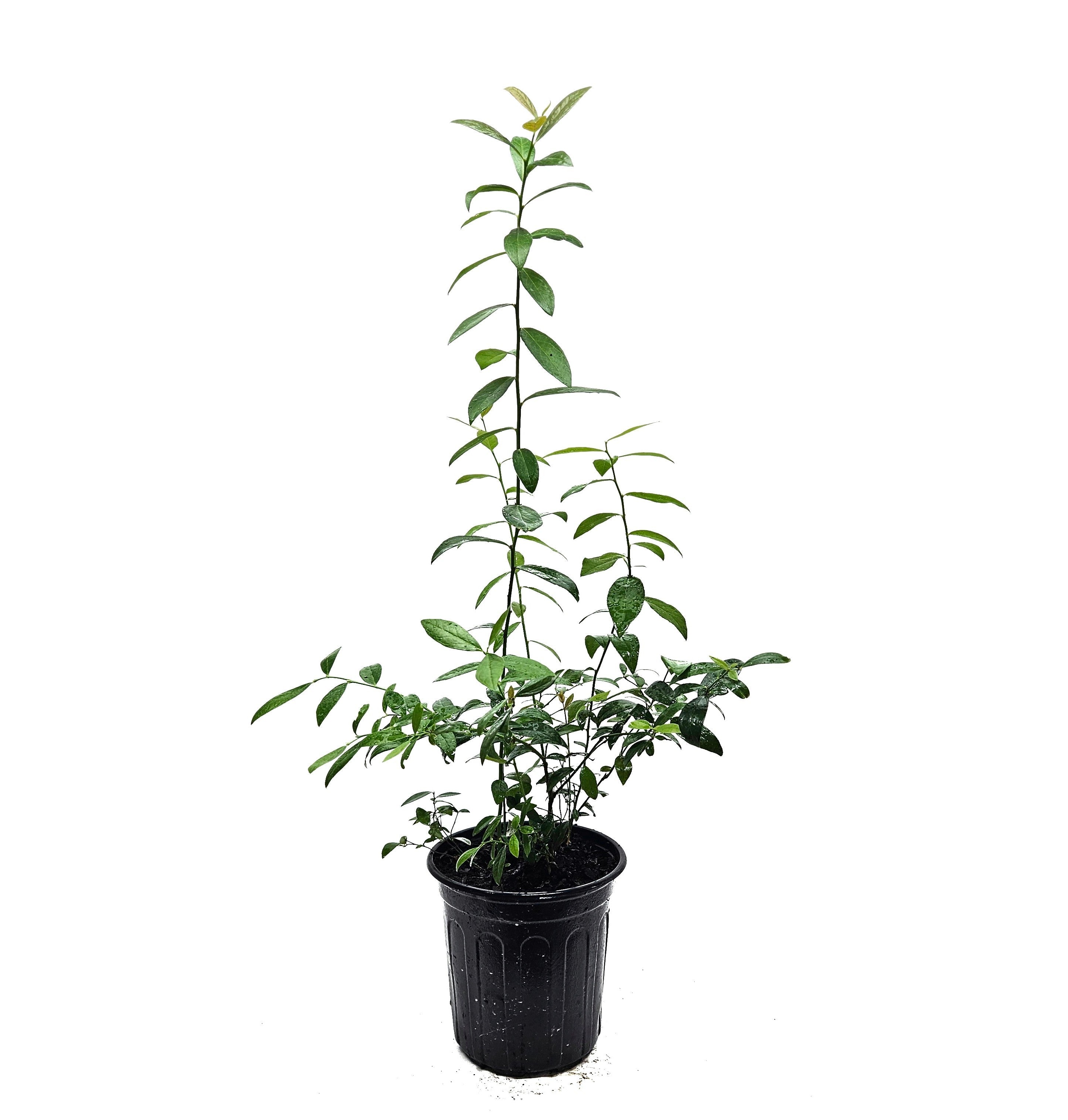 Pink Lemonade Blueberry Plant in 6-inch Pot