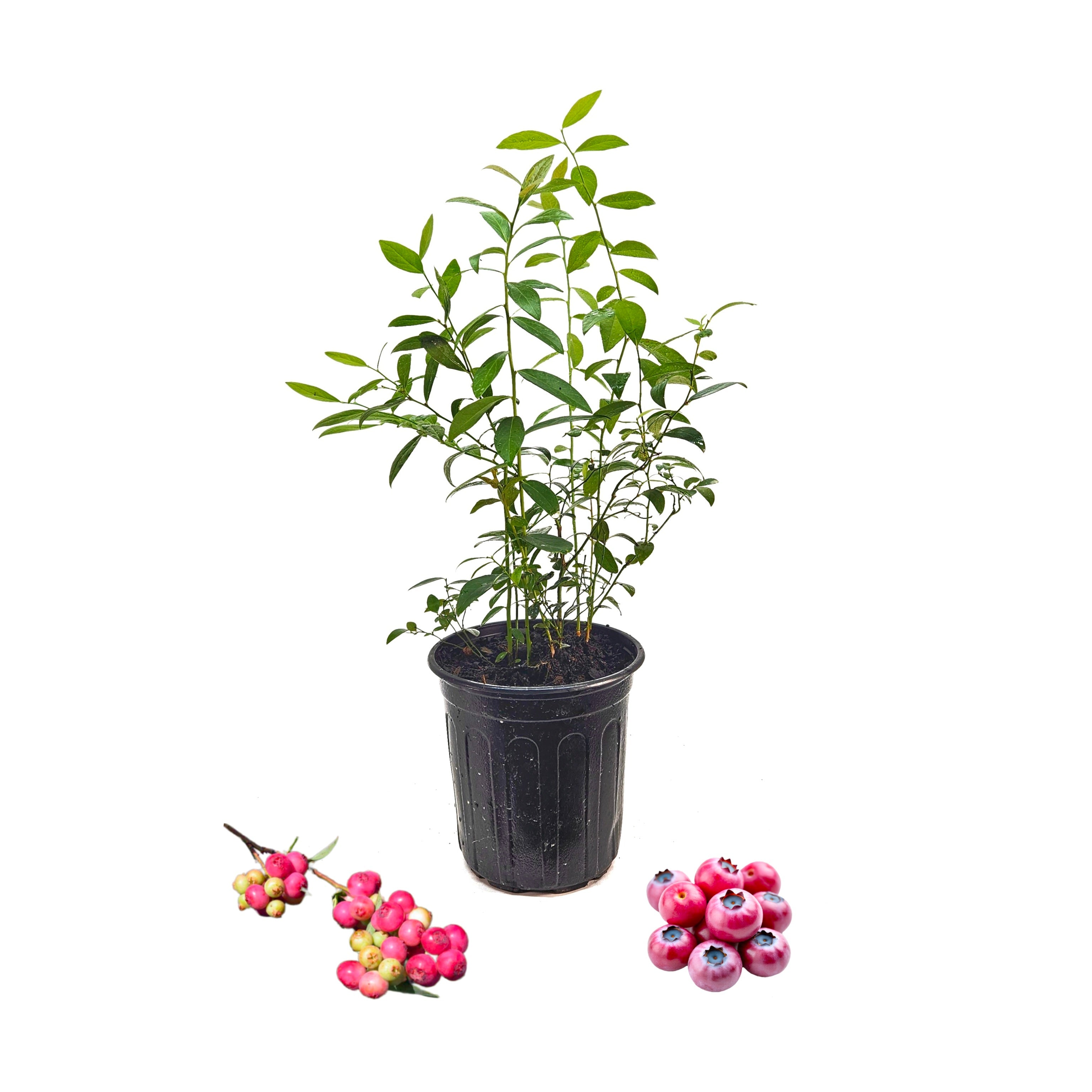 Pink Lemonade Blueberry Plant in 6-inch Pot