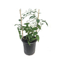 ‘Issai’ Hardy Kiwi Plant