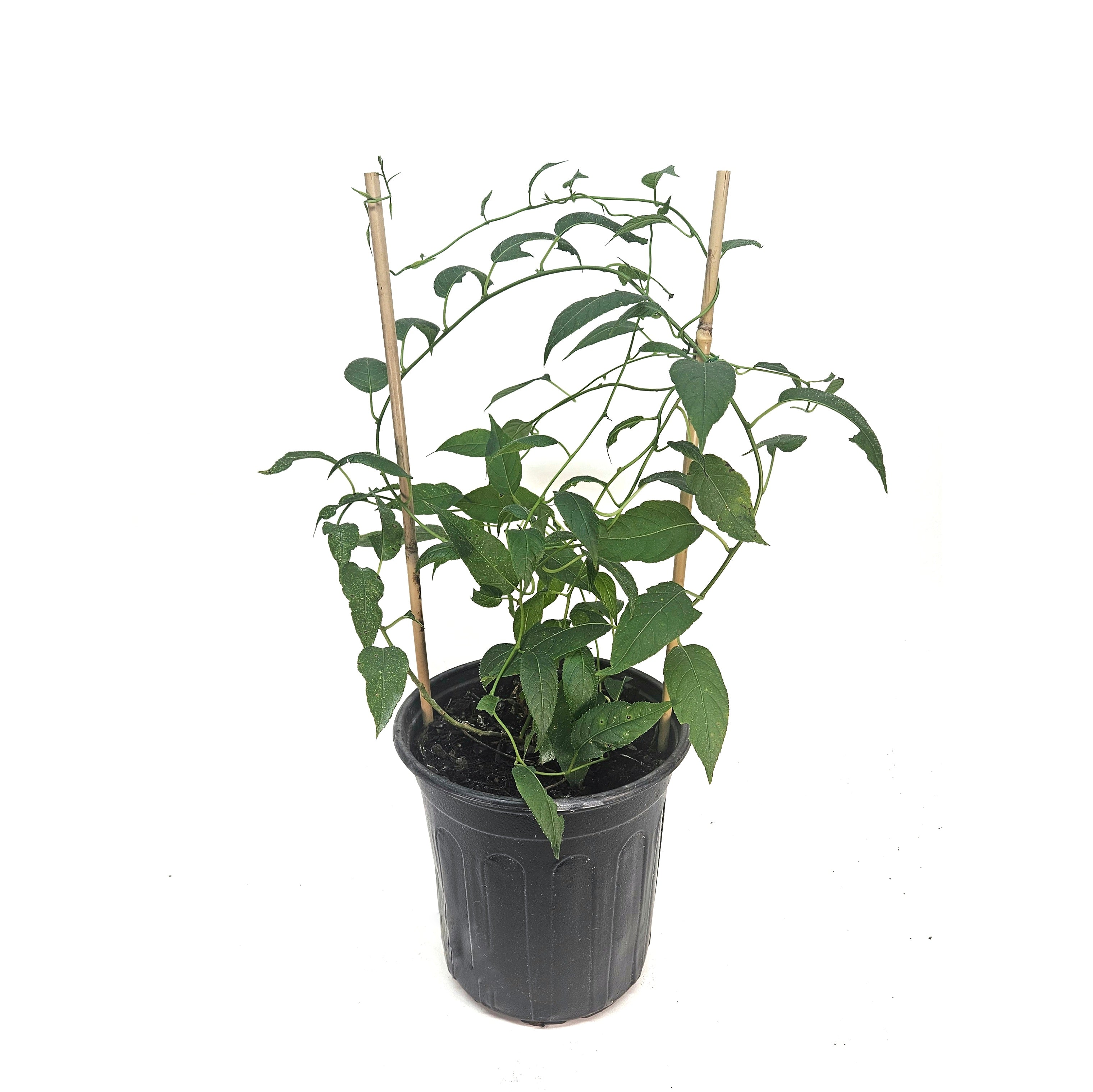 ‘Issai’ Hardy Kiwi Plant