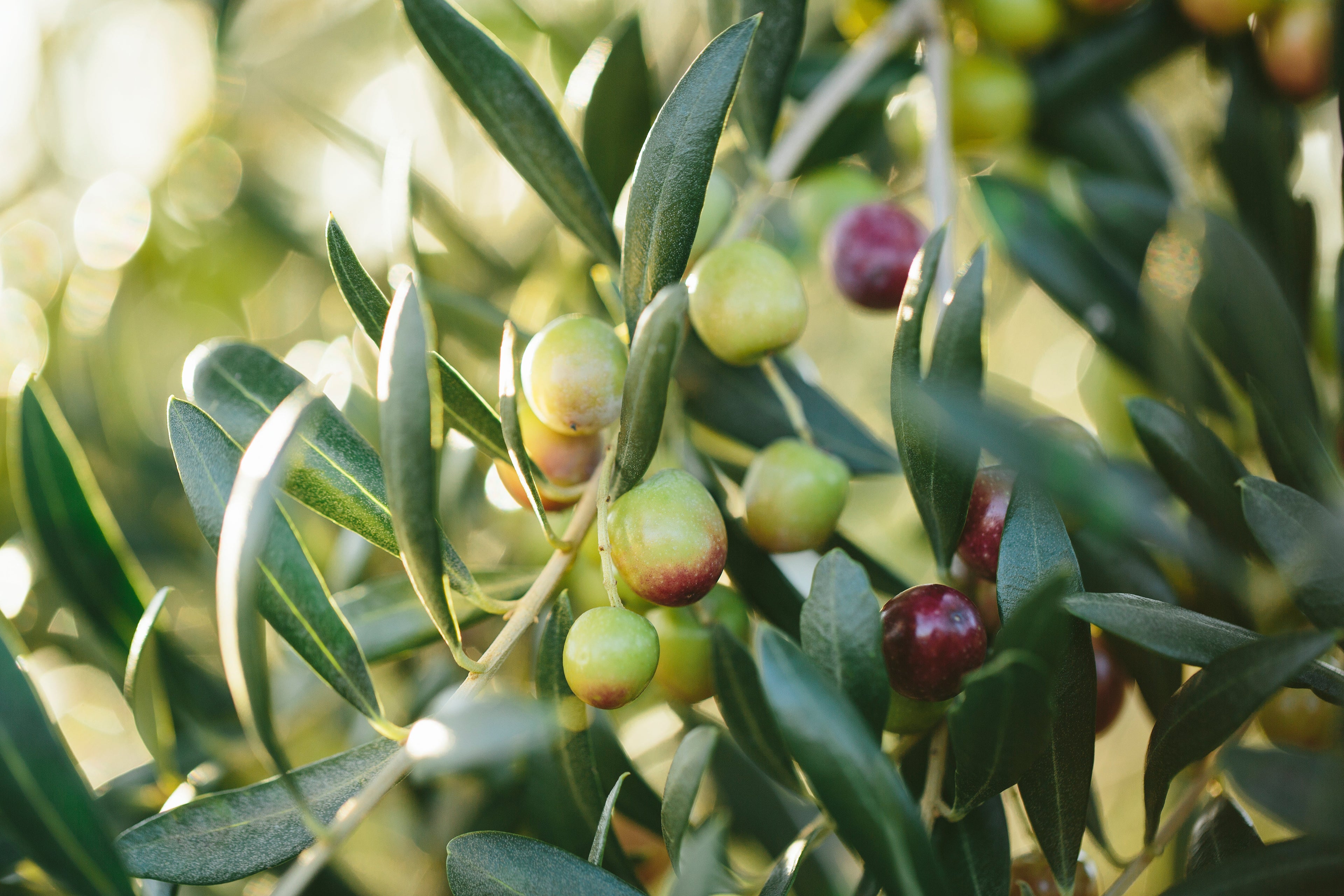Olive Tree in Six inch pot ("Arbequina"  Variety)