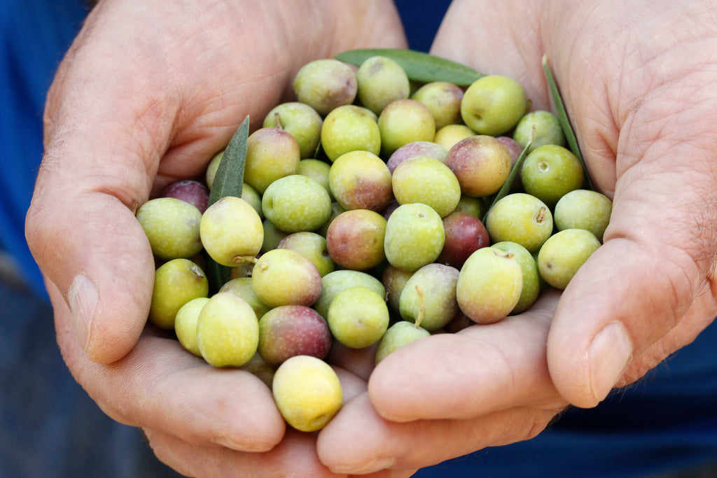 Olive Tree in Six inch pot ("Arbequina"  Variety)