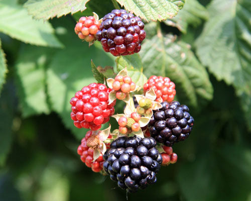 Thornless Blackberry Plant in 6-inch Pot - "Chester" Cultivar