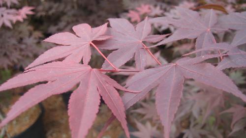 'Bloodgood' Japanese Maple
