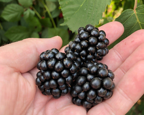 Thornless Blackberry Plant in 6-inch Pot - "Chester" Cultivar