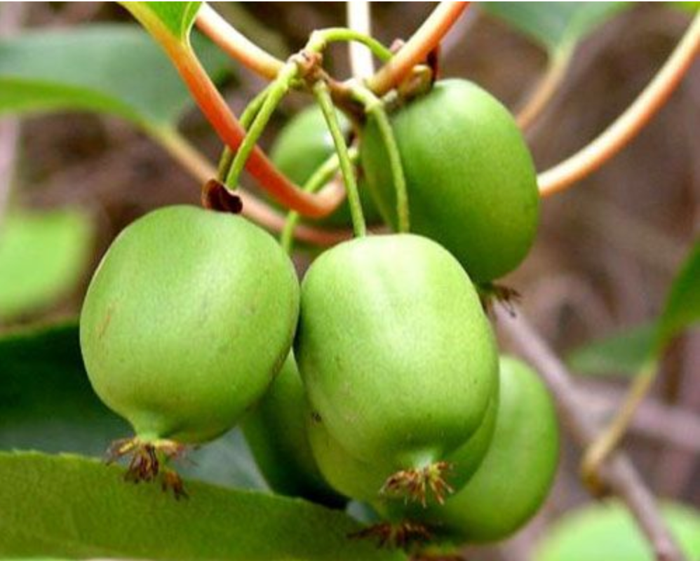 ‘Issai’ Hardy Kiwi Plant