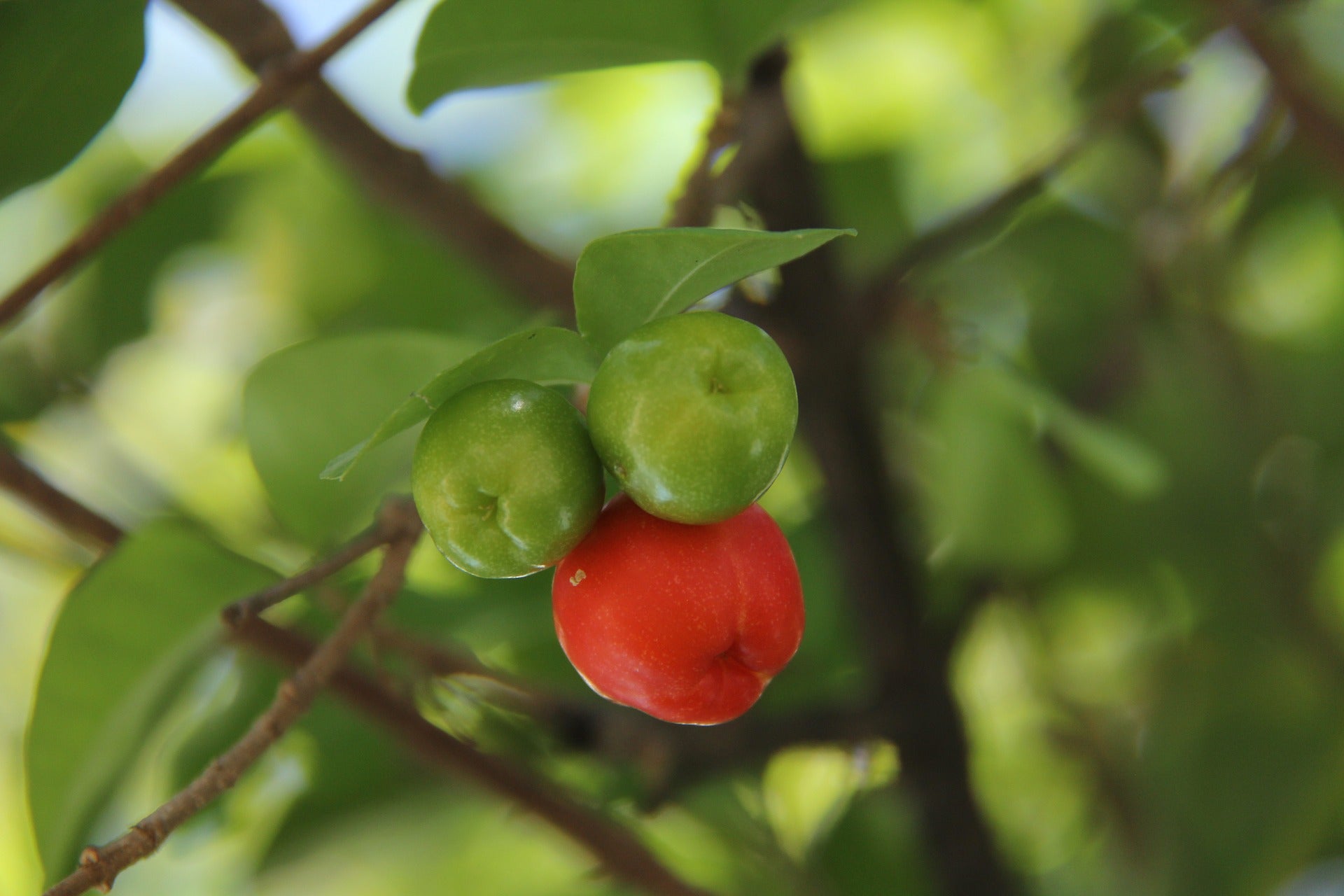 Acerola (Barbados Cherry)