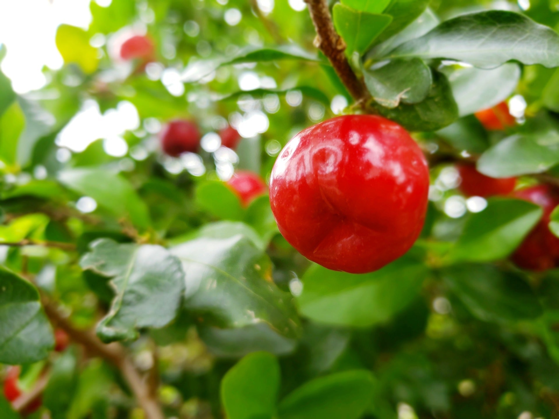 Acerola (Barbados Cherry)