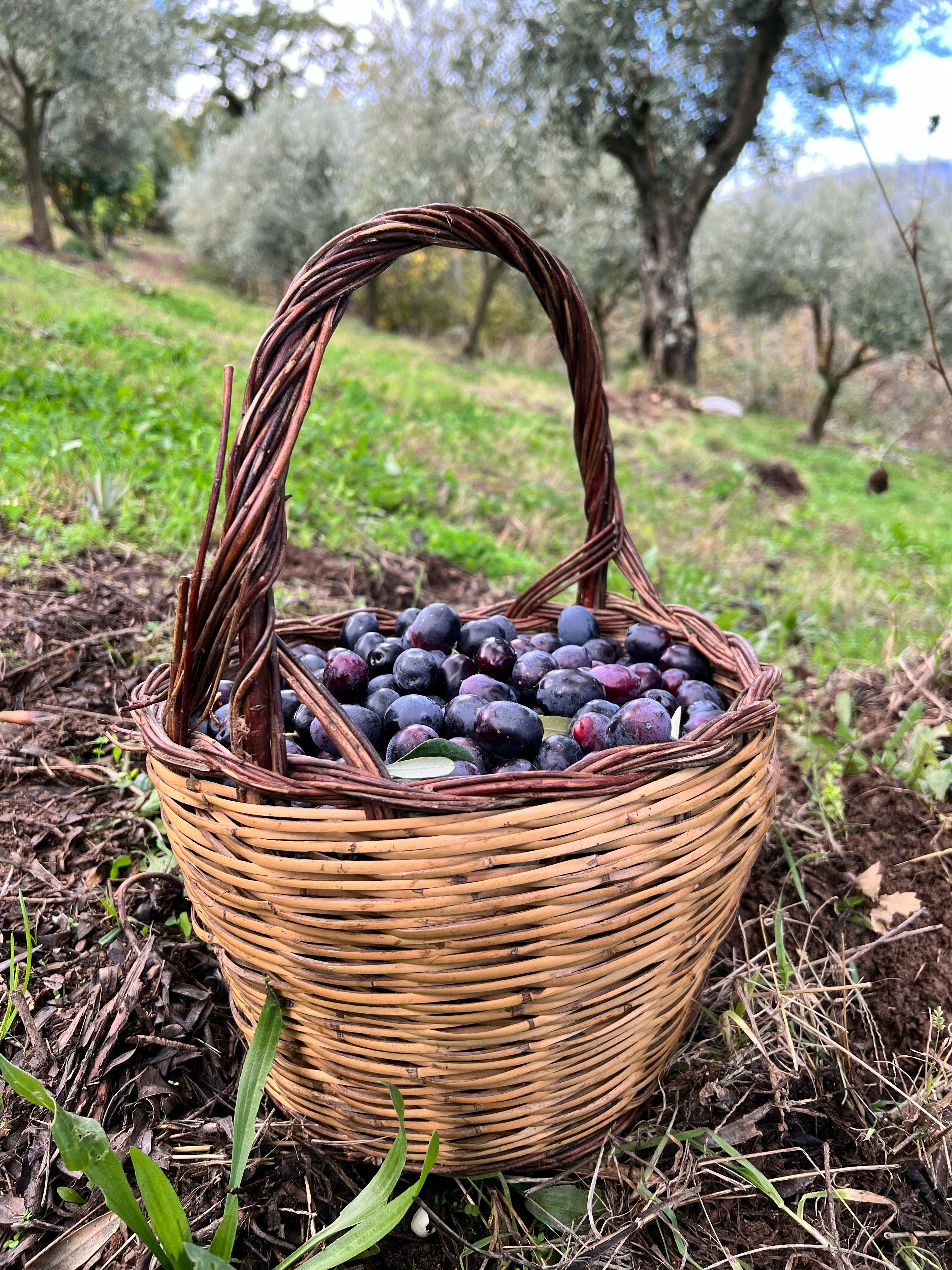 Olive Tree in Six inch pot ("Arbequina"  Variety)
