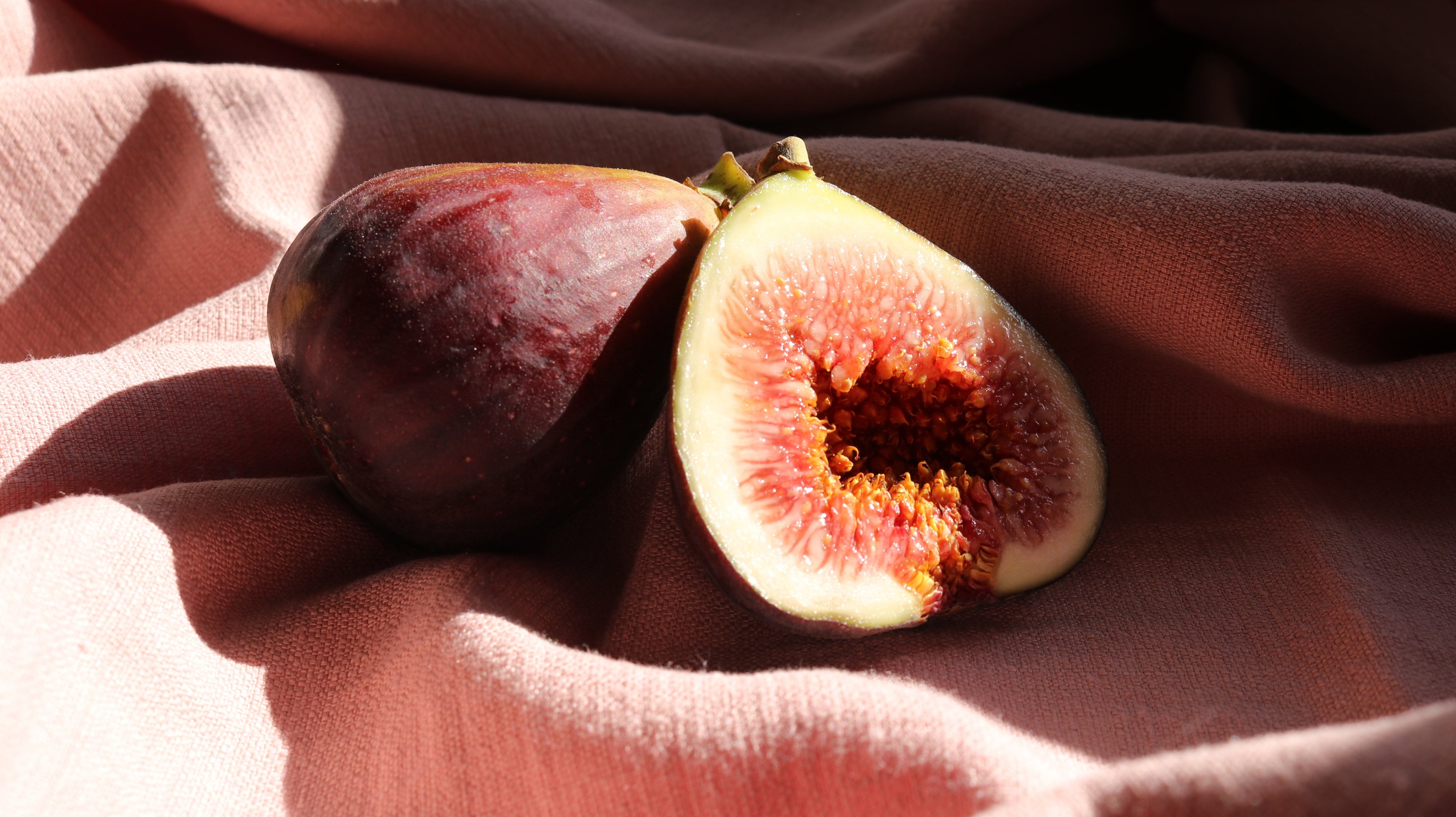 'Celeste' Fig Tree - Six Inch Pot