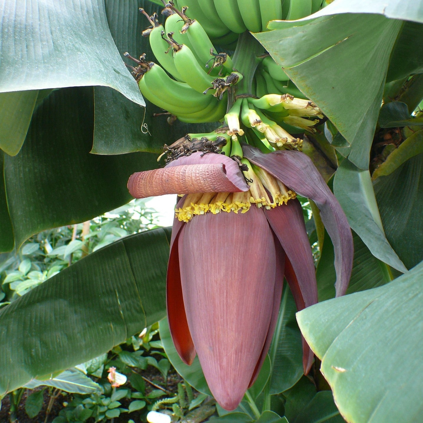 Dwarf Cavendish Banana (Six Inch Pot) | Bananas | Banana Tree