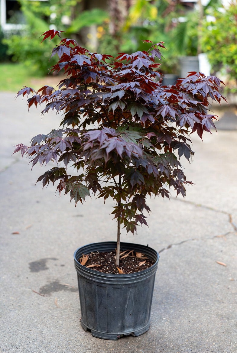 'Bloodgood' Japanese Maple