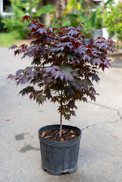'Bloodgood' Japanese Maple