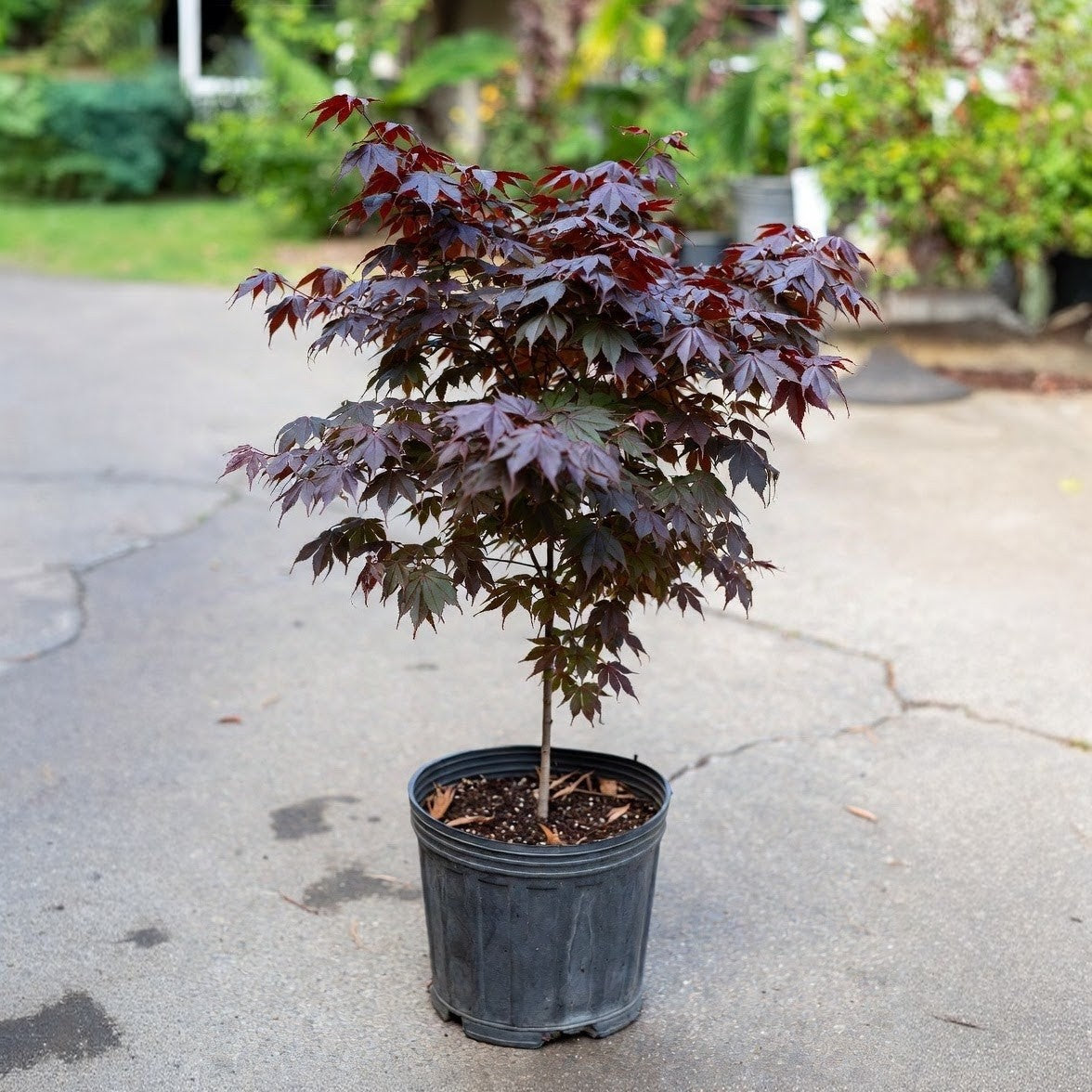 'Bloodgood' Japanese Maple