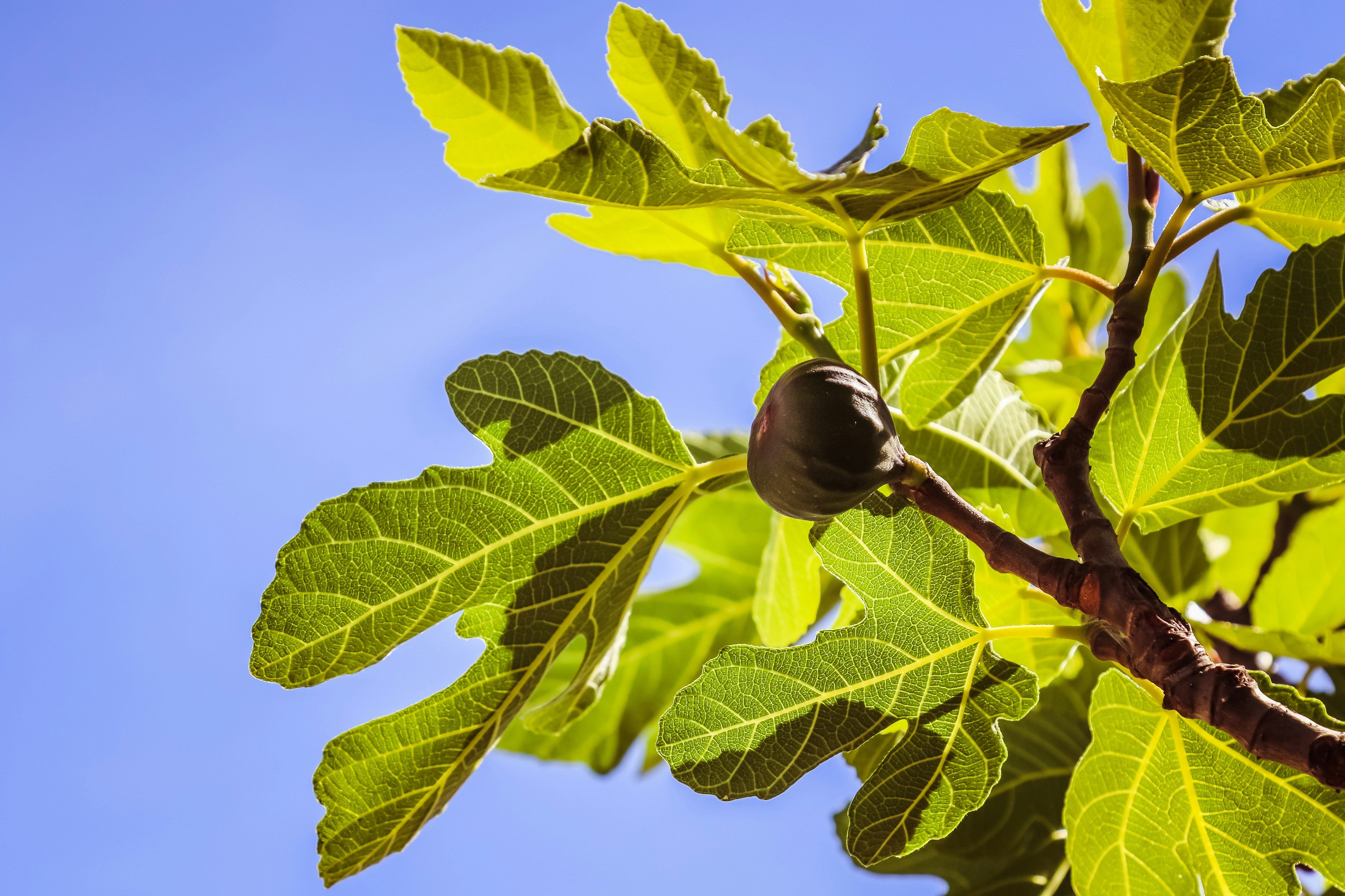 'Celeste' Fig Tree - Six Inch Pot
