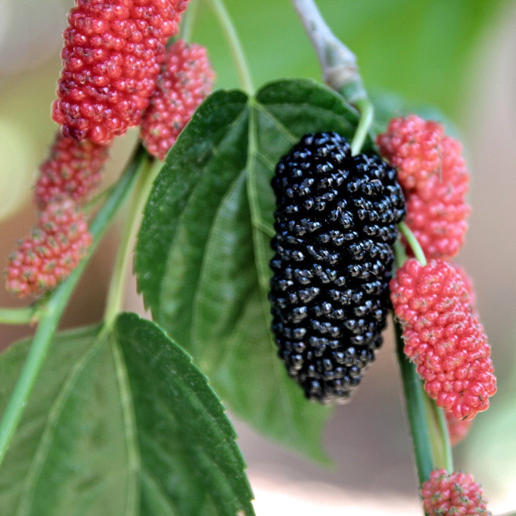 Dwarf Ever-Bearing Mulberry (Six Inch Pot), Mulberry Bush, USA Mulberry