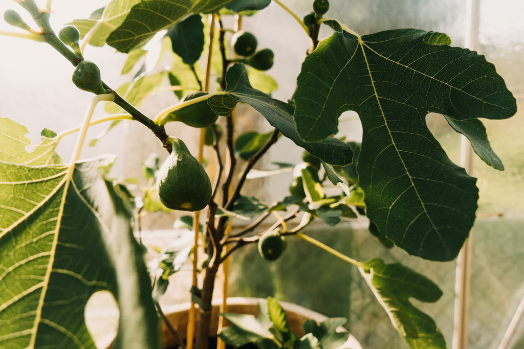 'Celeste' Fig Tree - Six Inch Pot